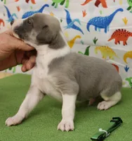 BOGART-AKC, a male Whippet for sale in Bells, TX – Photo 3 of 7