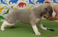 BOGART-AKC, a male Whippet for sale in Bells, TX – Photo 5 of 7