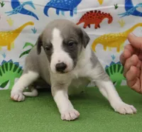 BOGART-AKC, a male Whippet for sale in Bells, TX – Photo 7 of 7