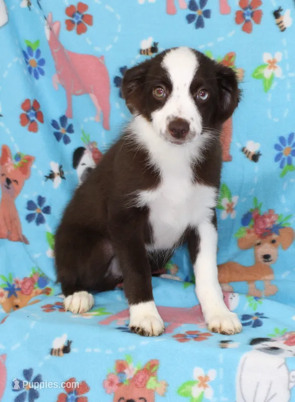 BOONE-TOY ASDR – Toy Australian Shepherd puppy for sale in Bells, TX