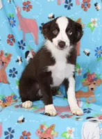 BOONE-TOY ASDR VACCINATIONS COMPLETE, a male Toy Australian Shepherd for sale in Bells, TX – 1 of 9