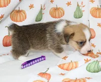 LOTTIE, a female Pembroke Welsh Corgi for sale in Bells, TX – 2 of 7