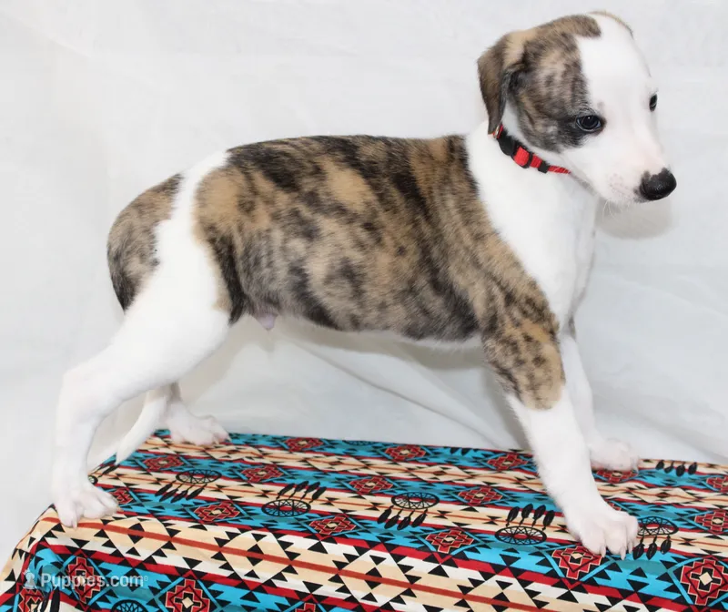ZORY-AKC – Whippet puppy for sale in Bells, TX