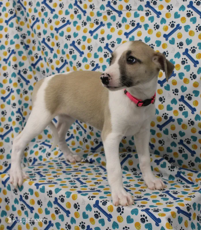 ALLY-AKC – Whippet puppy for sale in Bells, TX