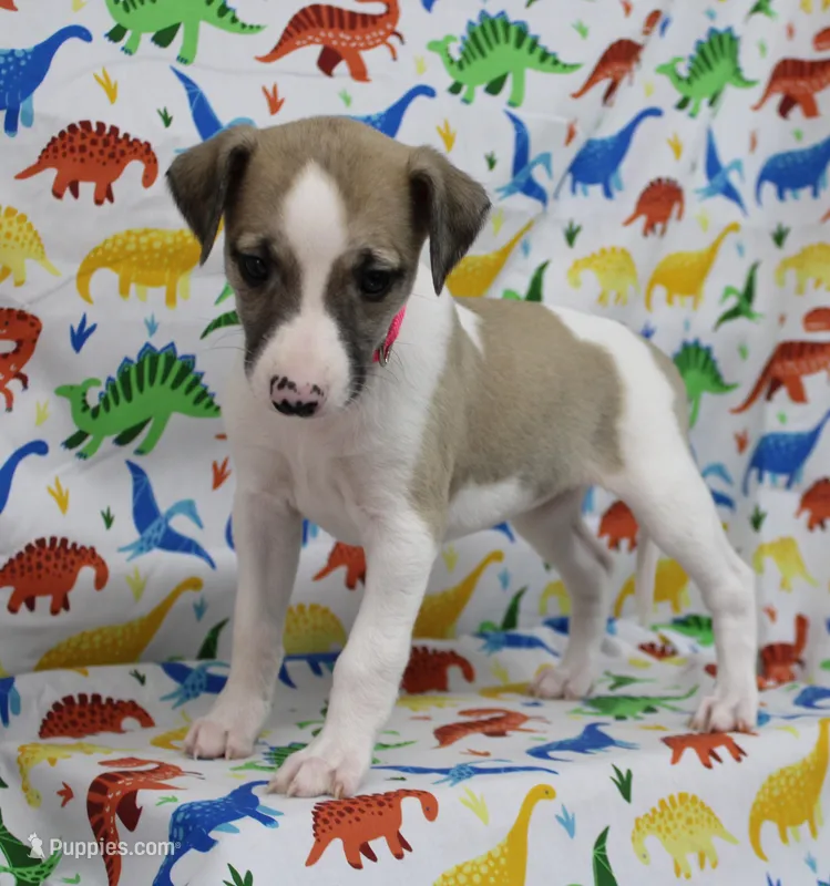 ALLY-AKC – Whippet puppy for sale in Bells, TX