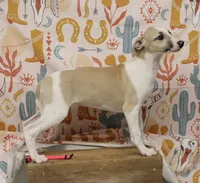 ALLY-AKC, a female Whippet for sale in Bells, TX – 3 of 9