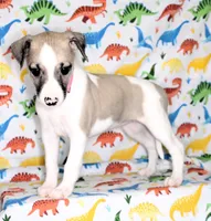 ALLY-AKC, a female Whippet for sale in Bells, TX – Photo 7 of 8