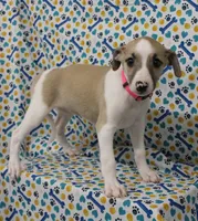 ALLY-AKC, a female Whippet for sale in Bells, TX – Photo 4 of 8