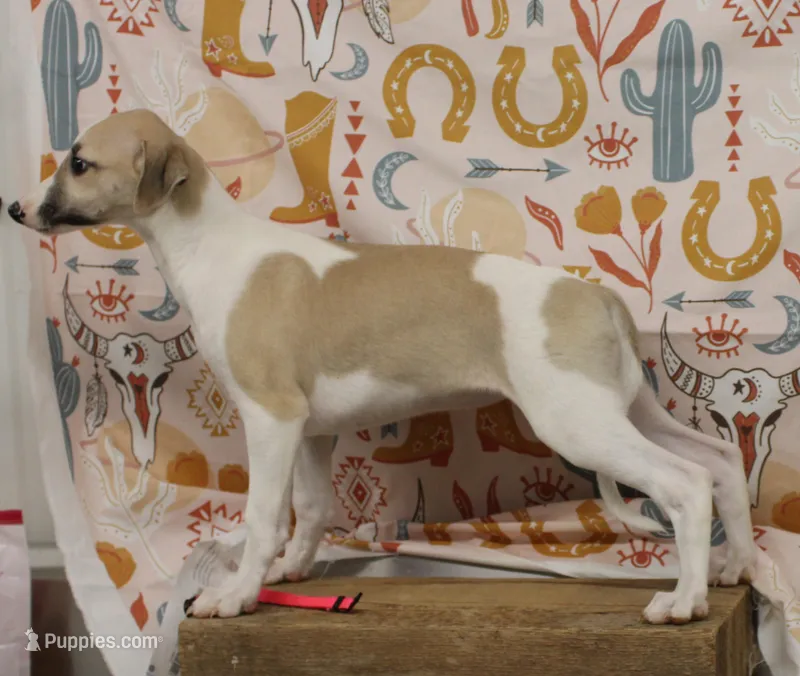 ALLY-AKC – Whippet puppy for sale in Bells, TX