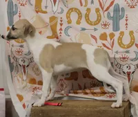 ALLY-AKC, a female Whippet for sale in Bells, TX – 4 of 9