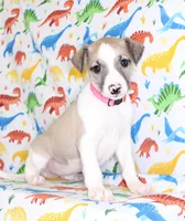 ALLY-AKC, a female Whippet for sale in Bells, TX – Photo 6 of 8
