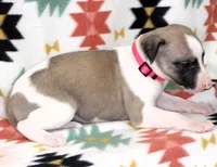 ALLY-AKC, a female Whippet for sale in Bells, TX – Photo 3 of 3