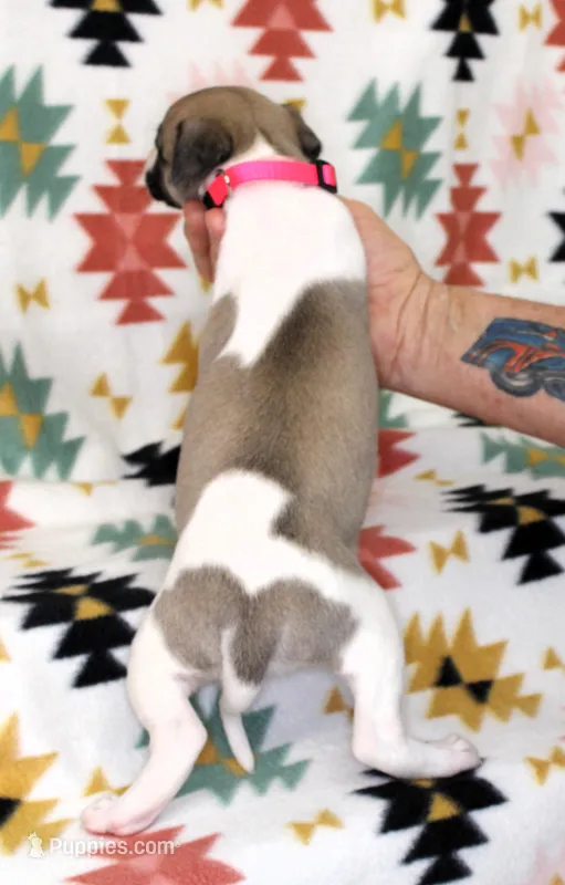 ALLY-AKC – Whippet puppy for sale in Bells, TX