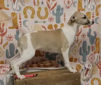 ALLY-AKC, a female Whippet for sale in Bells, TX – 1 of 9