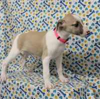 ALLY-AKC, a female Whippet for sale in Bells, TX – Photo 3 of 8