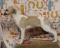 ALLY-AKC, a female Whippet for sale in Bells, TX – 2 of 9