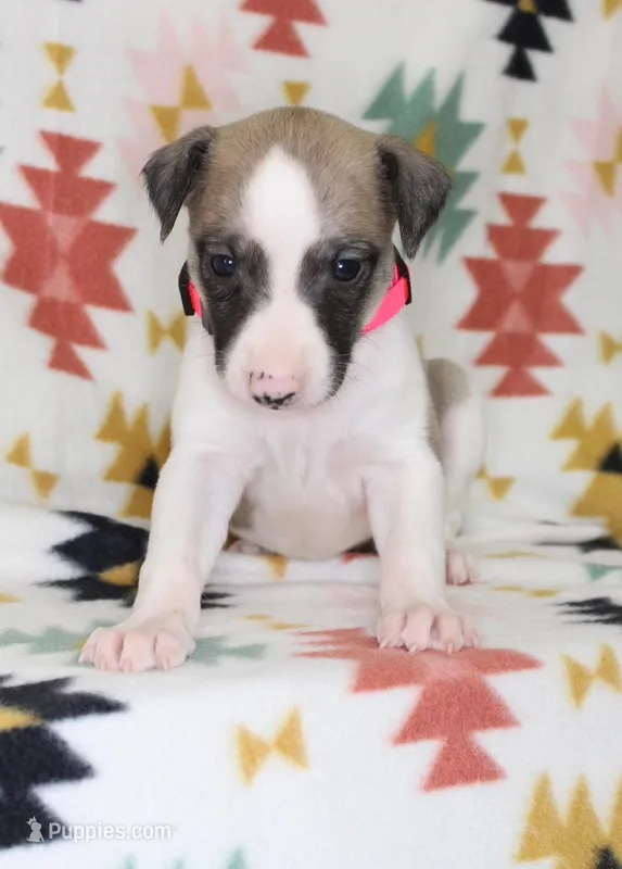 ALLY-AKC – Whippet puppy for sale in Bells, TX