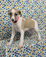 ALLY-AKC, a female Whippet for sale in Bells, TX – Photo 2 of 8
