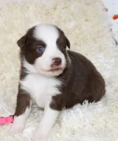 PIPER-ASDR BLUE EYES, a female Miniature Australian Shepherd and Toy Australian Shepherd for sale in Bells, TX – 2 of 6