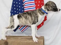 CHASE-AKC, a male Whippet for sale in Bells, TX – 7 of 10