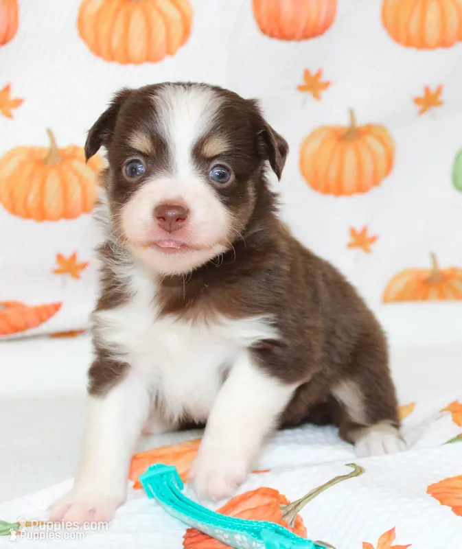 TOY AUSSIE WINNIE LOU-ASDR, a male Toy Australian Shepherd for sale in Bells, TX – 1 of 5