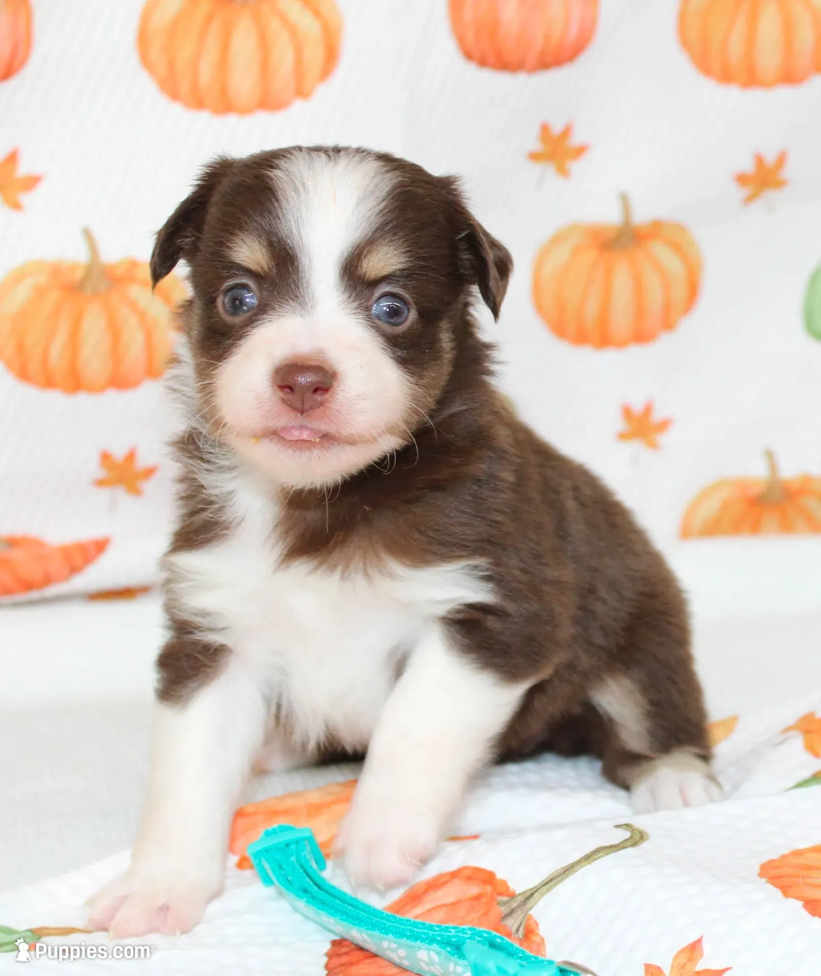 TOY AUSSIE WINNIE LOU-ASDR, a male Toy Australian Shepherd for sale in Bells, TX – 1 of 5