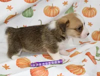 LOTTIE, a female Pembroke Welsh Corgi for sale in Bells, TX – 6 of 7