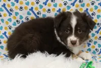 HERSHEY-TOY AUSSIE ASDR, a male Miniature Australian Shepherd and Toy Australian Shepherd for sale in Bells, TX – Photo 2 of 6