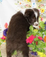 HERSHEY-TOY AUSSIE ASDR, a male Toy Australian Shepherd for sale in Bells, TX – Photo 5 of 8