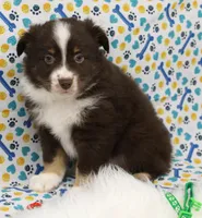 HERSHEY-TOY AUSSIE ASDR, a male Miniature Australian Shepherd and Toy Australian Shepherd for sale in Bells, TX – Photo 3 of 6
