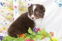 HERSHEY-TOY AUSSIE ASDR, a male Toy Australian Shepherd for sale in Bells, TX – Photo 7 of 8