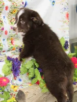 HERSHEY-TOY AUSSIE ASDR, a male Toy Australian Shepherd for sale in Bells, TX – Photo 6 of 8