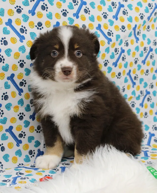 HERSHEY-TOY AUSSIE ASDR