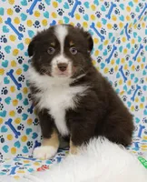 HERSHEY-TOY AUSSIE ASDR, a male Miniature Australian Shepherd and Toy Australian Shepherd for sale in Bells, TX – Photo 1 of 6