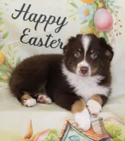 HERSHEY-TOY AUSSIE ASDR, a male Toy Australian Shepherd for sale in Bells, TX – Photo 3 of 8