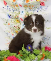 HERSHEY-TOY AUSSIE ASDR, a male Toy Australian Shepherd for sale in Bells, TX – Photo 4 of 8