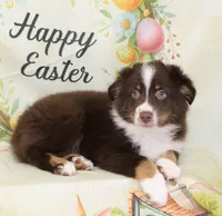 HERSHEY-TOY AUSSIE ASDR, a male Toy Australian Shepherd for sale in Bells, TX – Photo 1 of 8