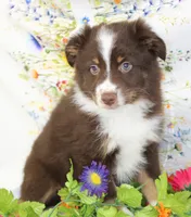 HERSHEY-TOY AUSSIE ASDR, a male Toy Australian Shepherd for sale in Bells, TX – Photo 2 of 8