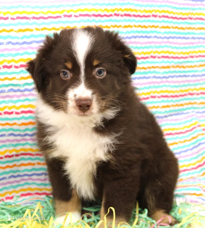 HERSHEY-TOY AUSSIE ASDR