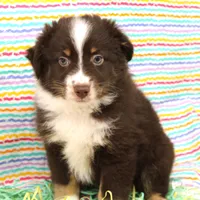HERSHEY-TOY AUSSIE ASDR, a male Toy Australian Shepherd for sale in Bells, TX – Photo 8 of 8