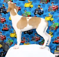 GRAHAM-WHIPPET AKC, a male Whippet for sale in Bells, TX – 5 of 9