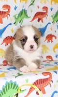 PEACHES, a female Pembroke Welsh Corgi for sale in Bells, TX – Photo 3 of 5