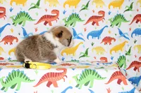 PEACHES, a female Pembroke Welsh Corgi for sale in Bells, TX – Photo 5 of 5