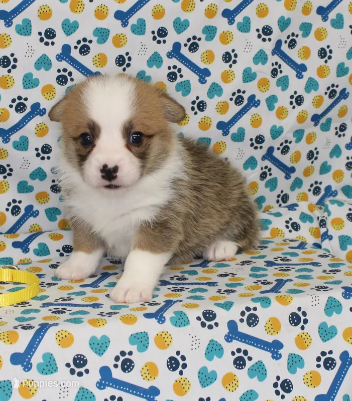PEACHES – Pembroke Welsh Corgi puppy for sale in Bells, TX