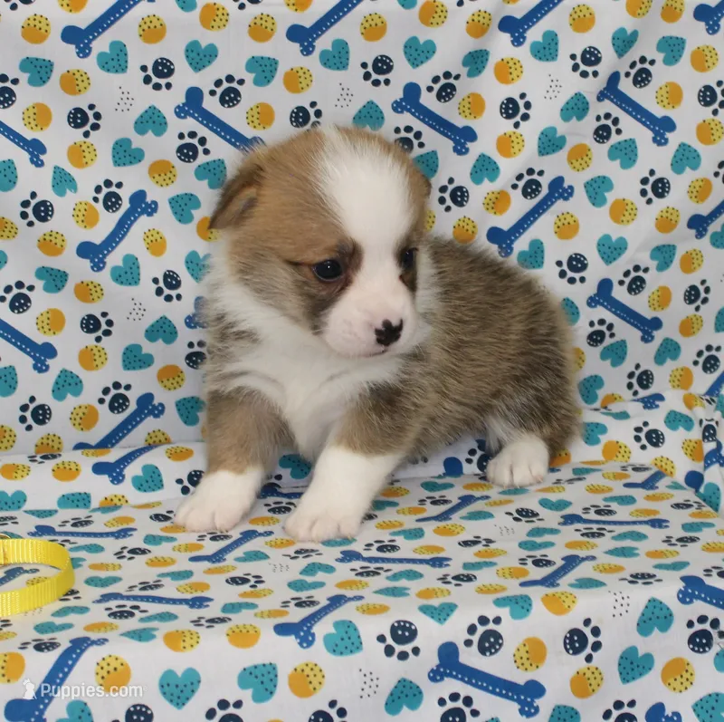 PEACHES – Pembroke Welsh Corgi puppy for sale in Bells, TX