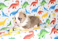 PEACHES, a female Pembroke Welsh Corgi for sale in Bells, TX – Photo 4 of 5