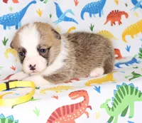 PEACHES, a female Pembroke Welsh Corgi for sale in Bells, TX – Photo 2 of 5