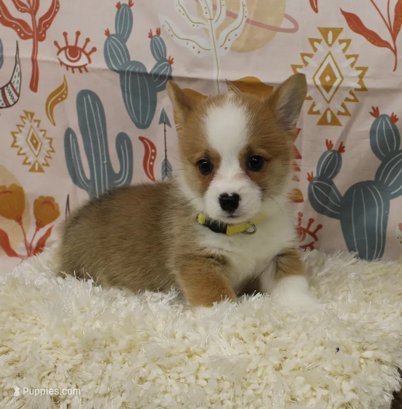 PEACHES – Pembroke Welsh Corgi puppy for sale in Bells, TX
