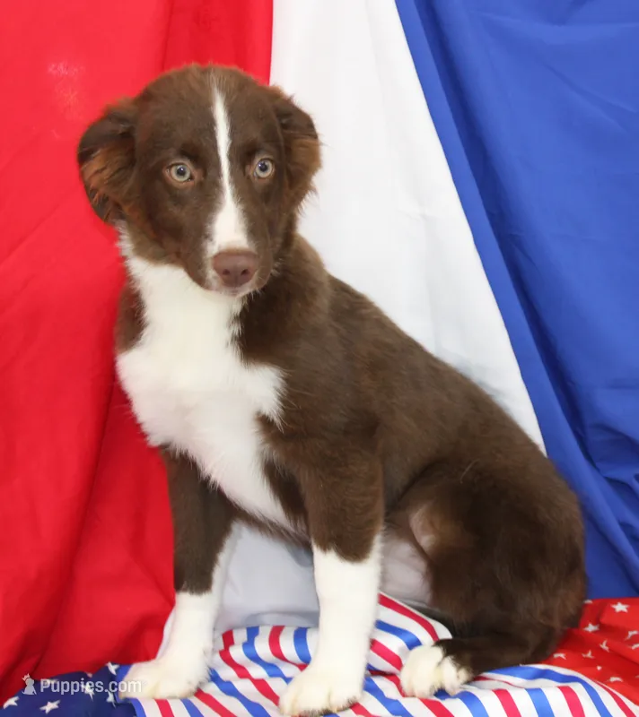 EMBER-VACCINATIONS COMPLETE – Toy Australian Shepherd puppy for sale in Bells, TX