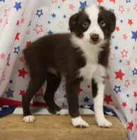 BOONE-TOY ASDR, a male Toy Australian Shepherd for sale in Bells, TX – 1 of 10